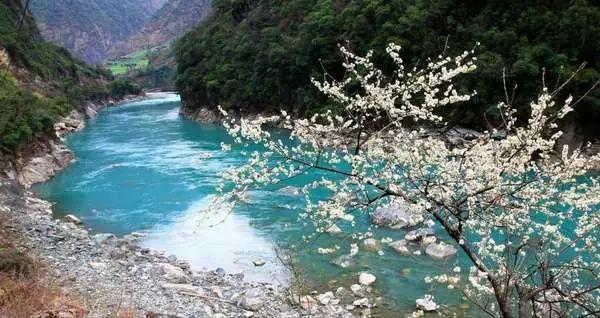 银河中动物逃生